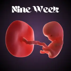Nine weeks of Pregnancy: Baby Growth & Symptoms–A Complete Guide