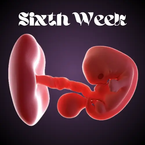 Sixth week of pregnancy